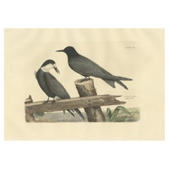 Antique Large Engraving by Selby of The Black Tern in Seasonal Transformation, 1826