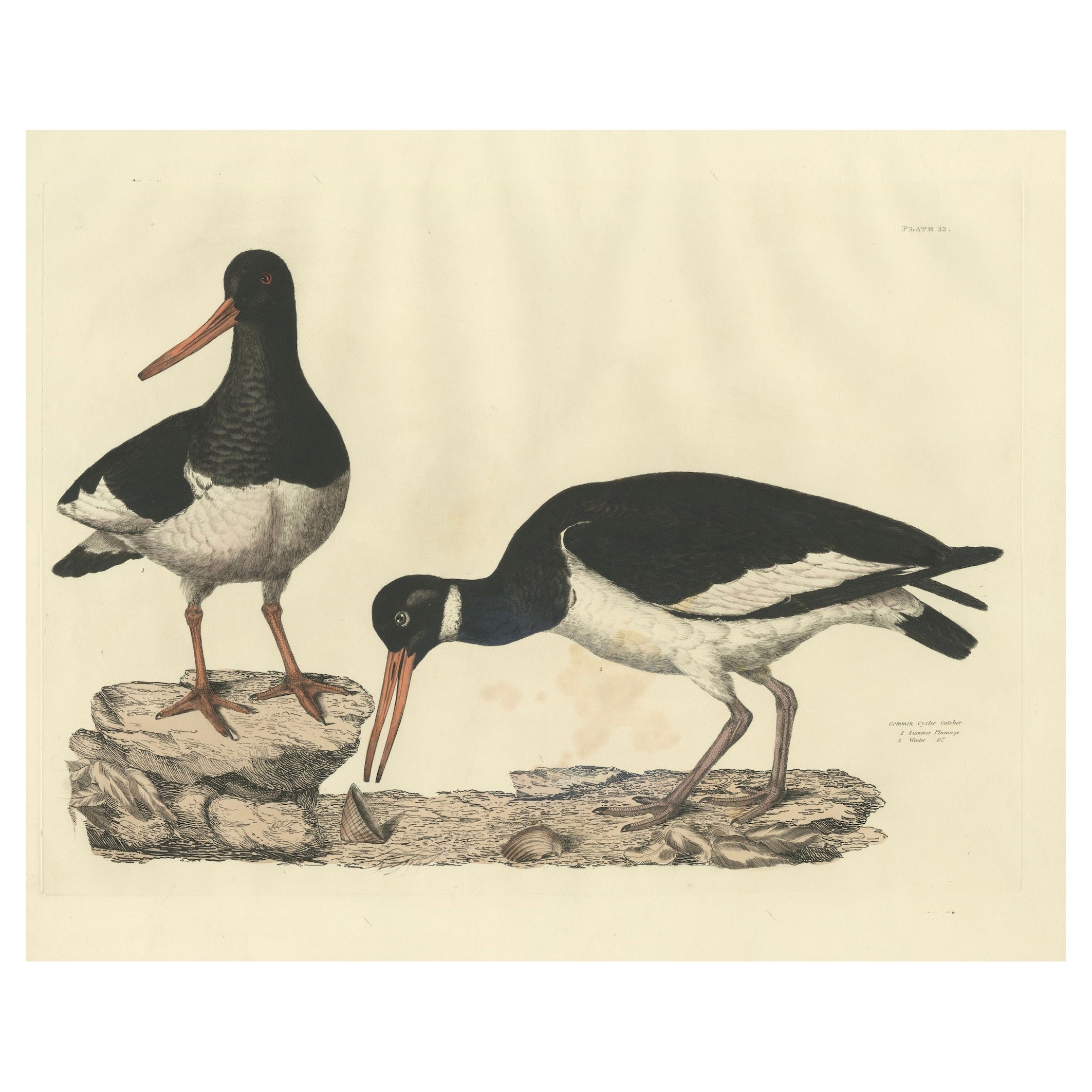 Seasonal Plumage of a Life Seize Engraving of the Common Oystercatcher, 1826 For Sale