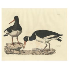 Antique Seasonal Plumage of a Life Seize Engraving of the Common Oystercatcher, 1826