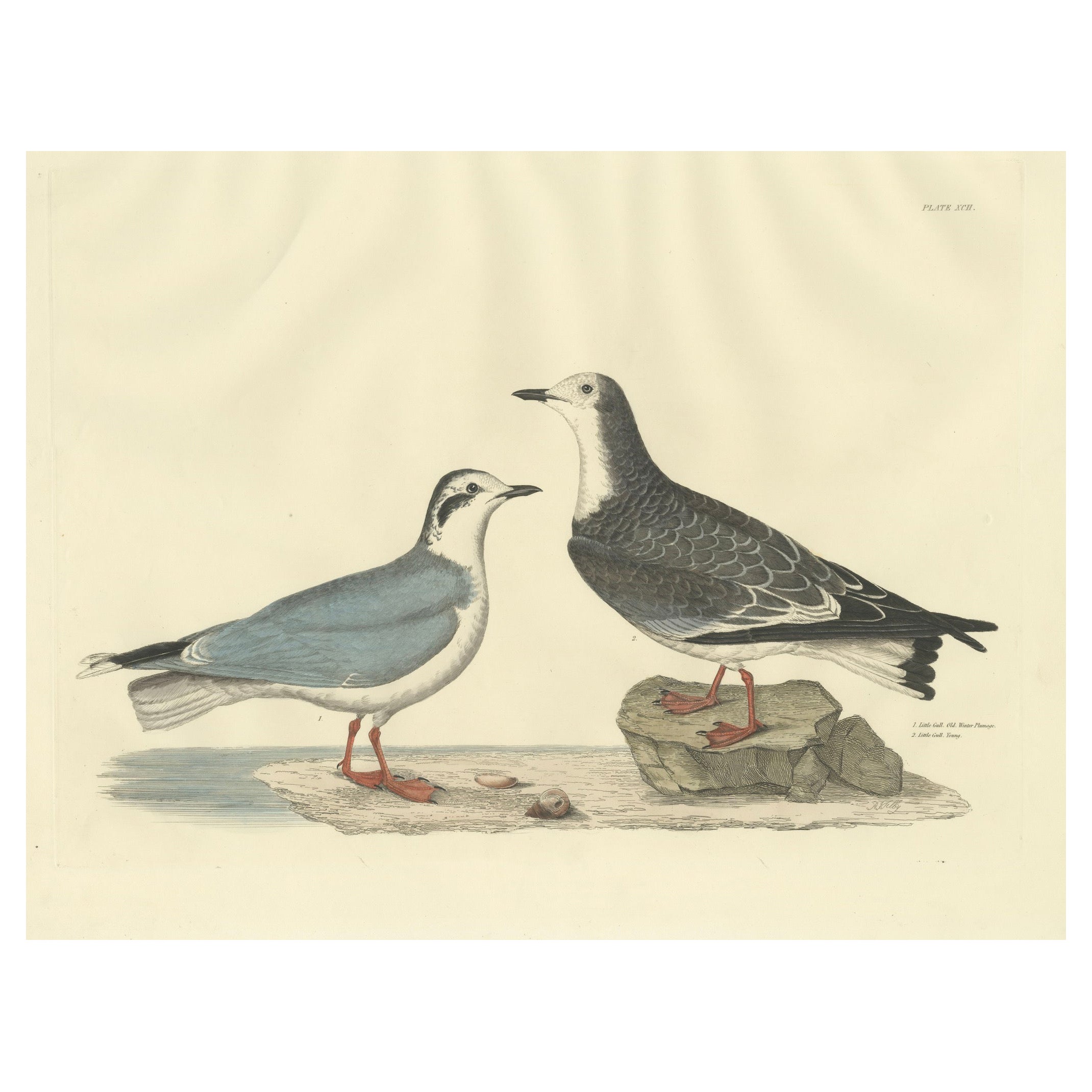 Original Handcolored Engraving of The Little Gull by Selby, 1826 For Sale