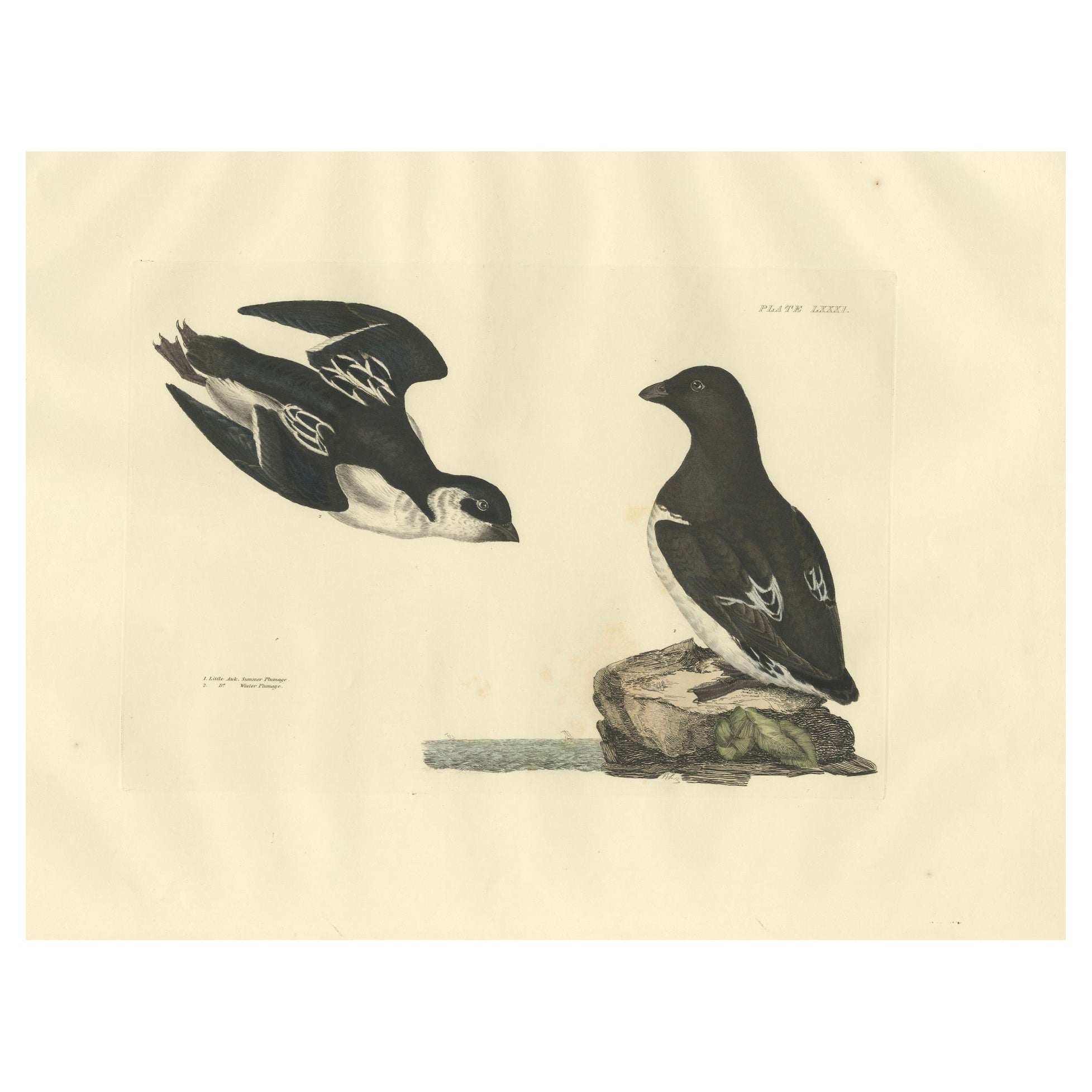 The Little Auk - Une Life Seize Study gravée dans un plumage saisonnier par Selby, 1826