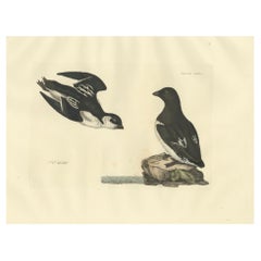 Antique The Little Auk - A Life Seize Study Engraved in Seasonal Plumage by Selby, 1826