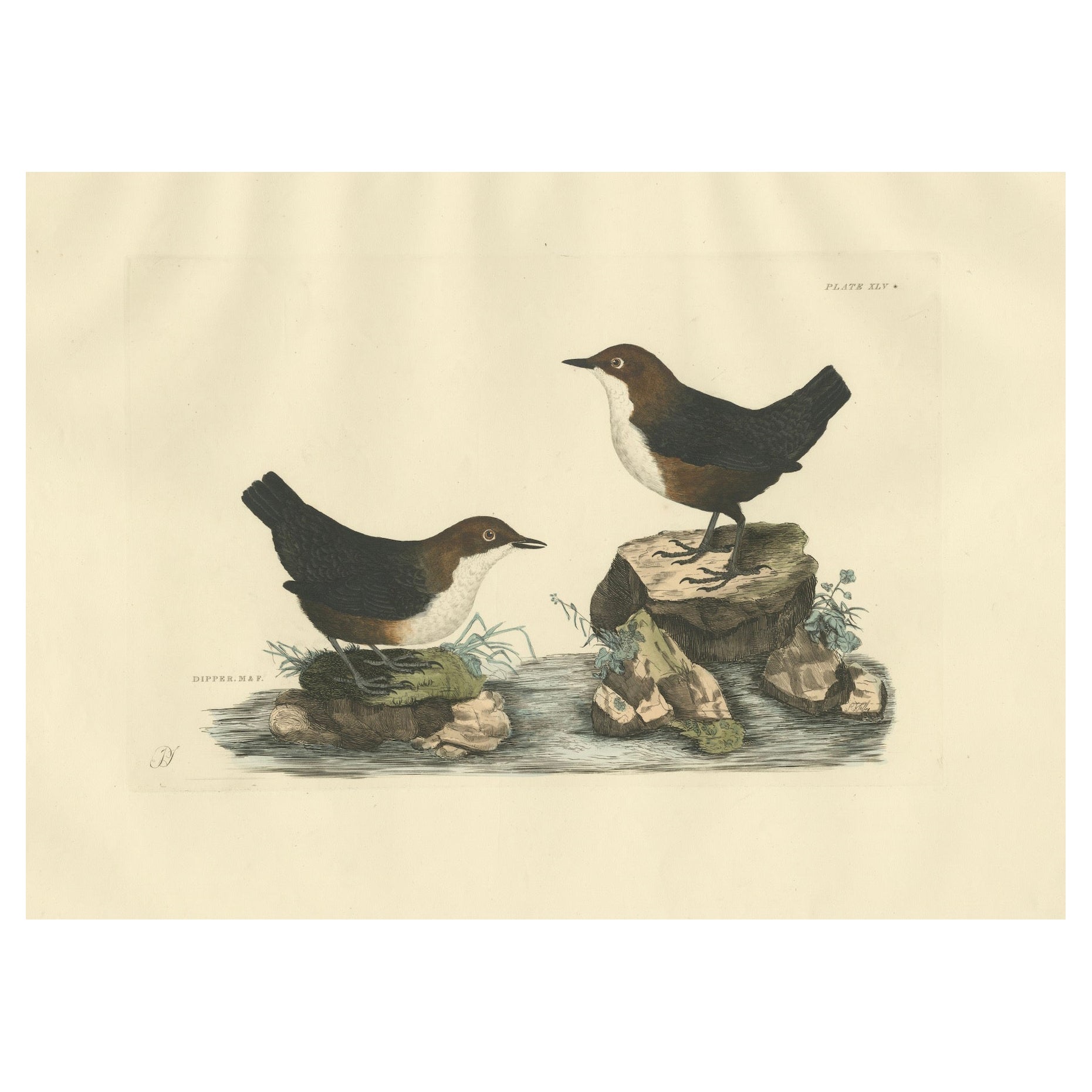 Aquatic Songbirds named Dippers Engraved by Selby and Hand-Colored, 1826