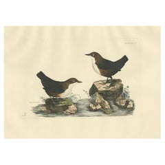 Aquatische Singvögel namens Dippers, graviert von Selby und handkoloriert, 1826
