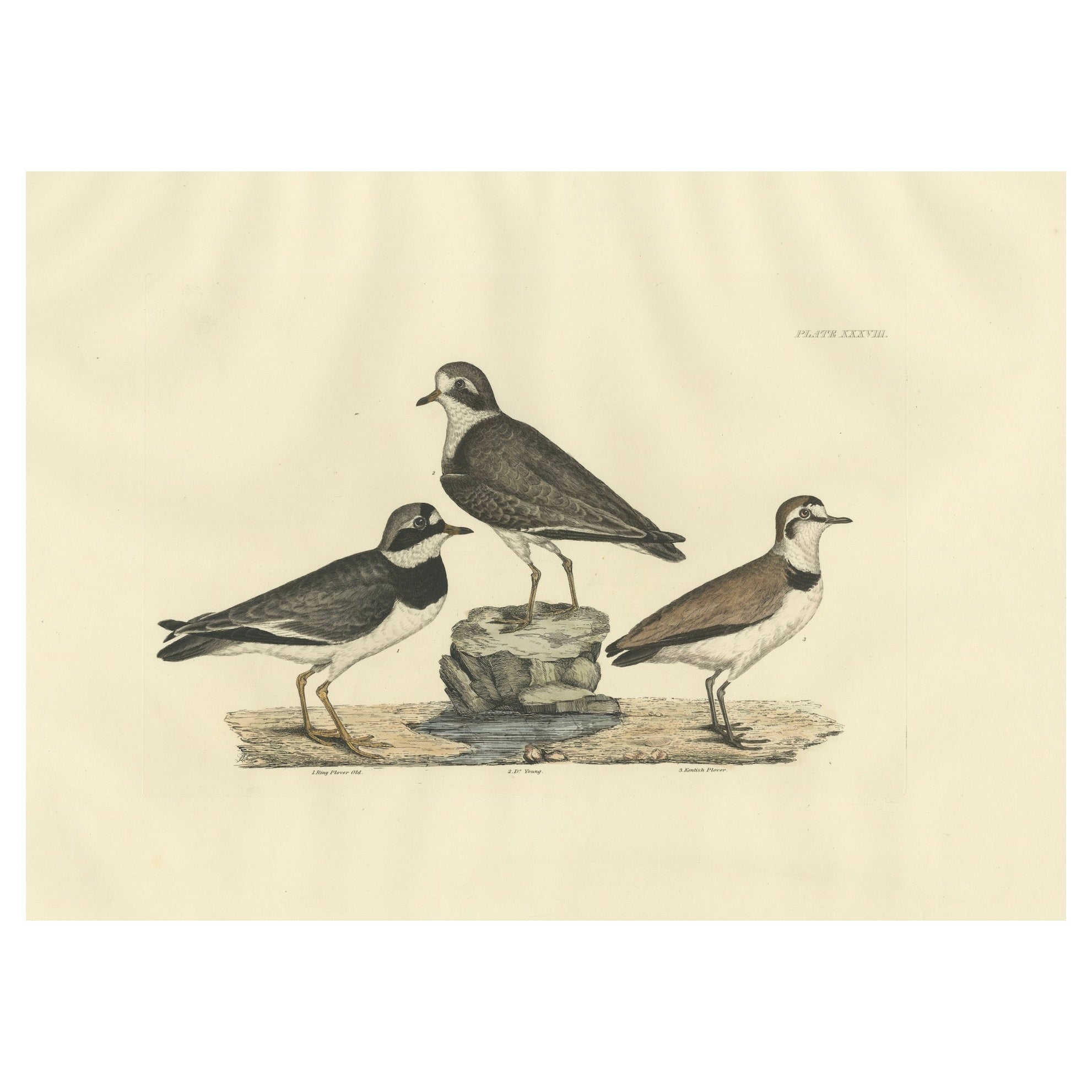 Large Engravings of Plovers in Contrast - Age and Species, 1826