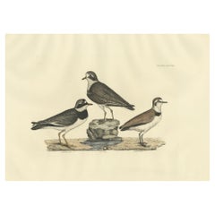 Antique Large Engravings of Plovers in Contrast - Age and Species, 1826