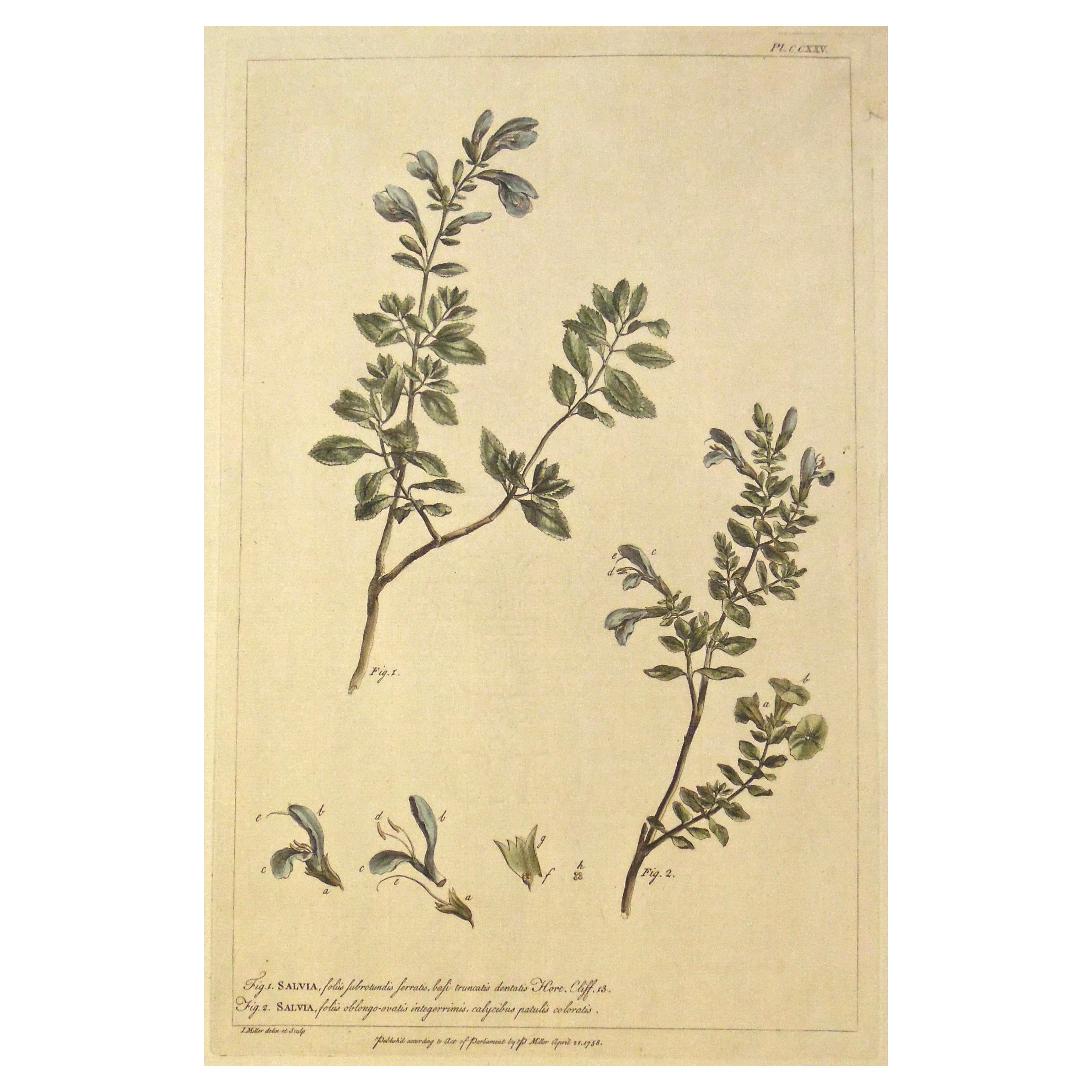 Gravure botanique originale des années 1750 de Salvia - The Garderner's Dictionary 
