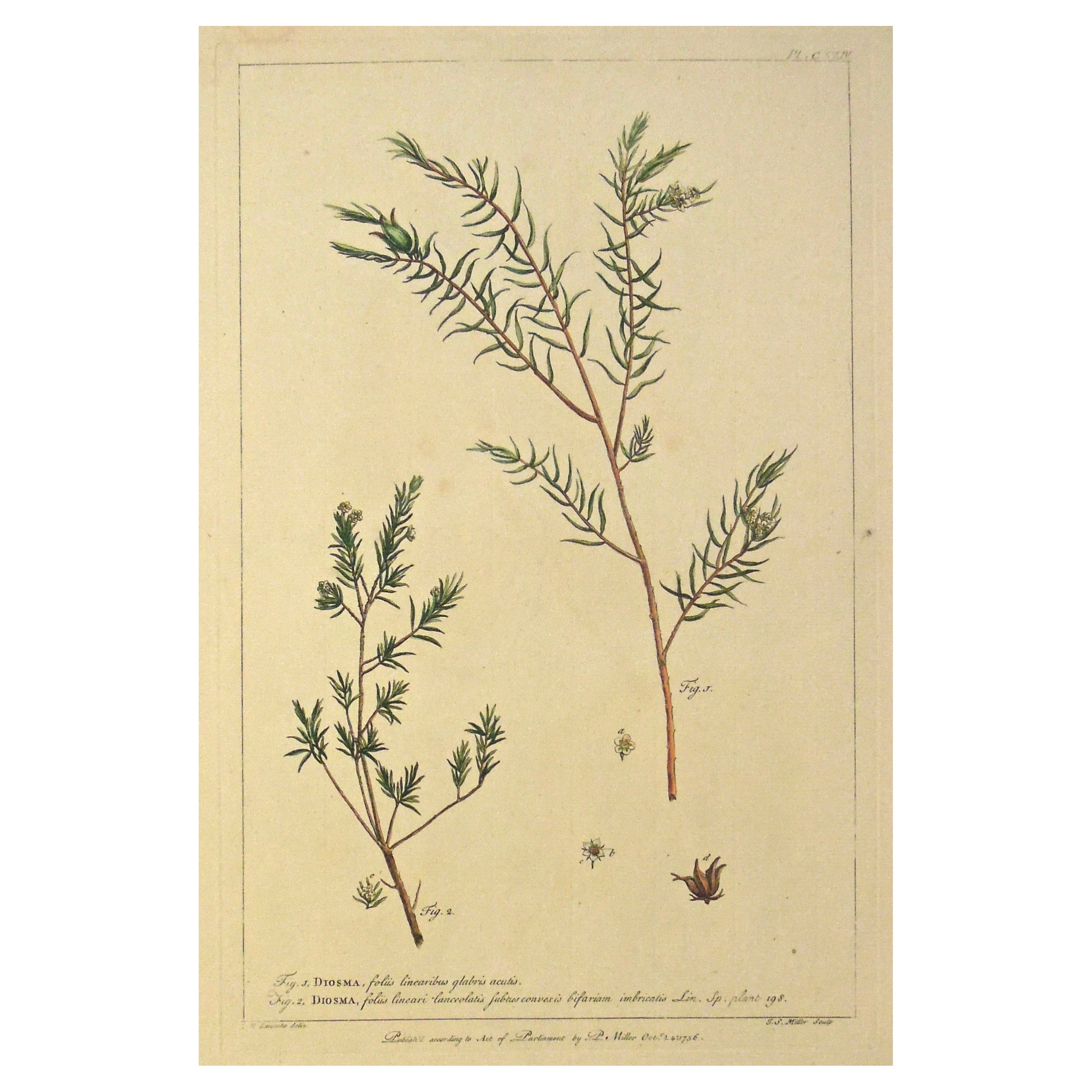 Gravure botanique originale des années 1750 de Diosma, tirée du The Gardener's Dictionary  en vente