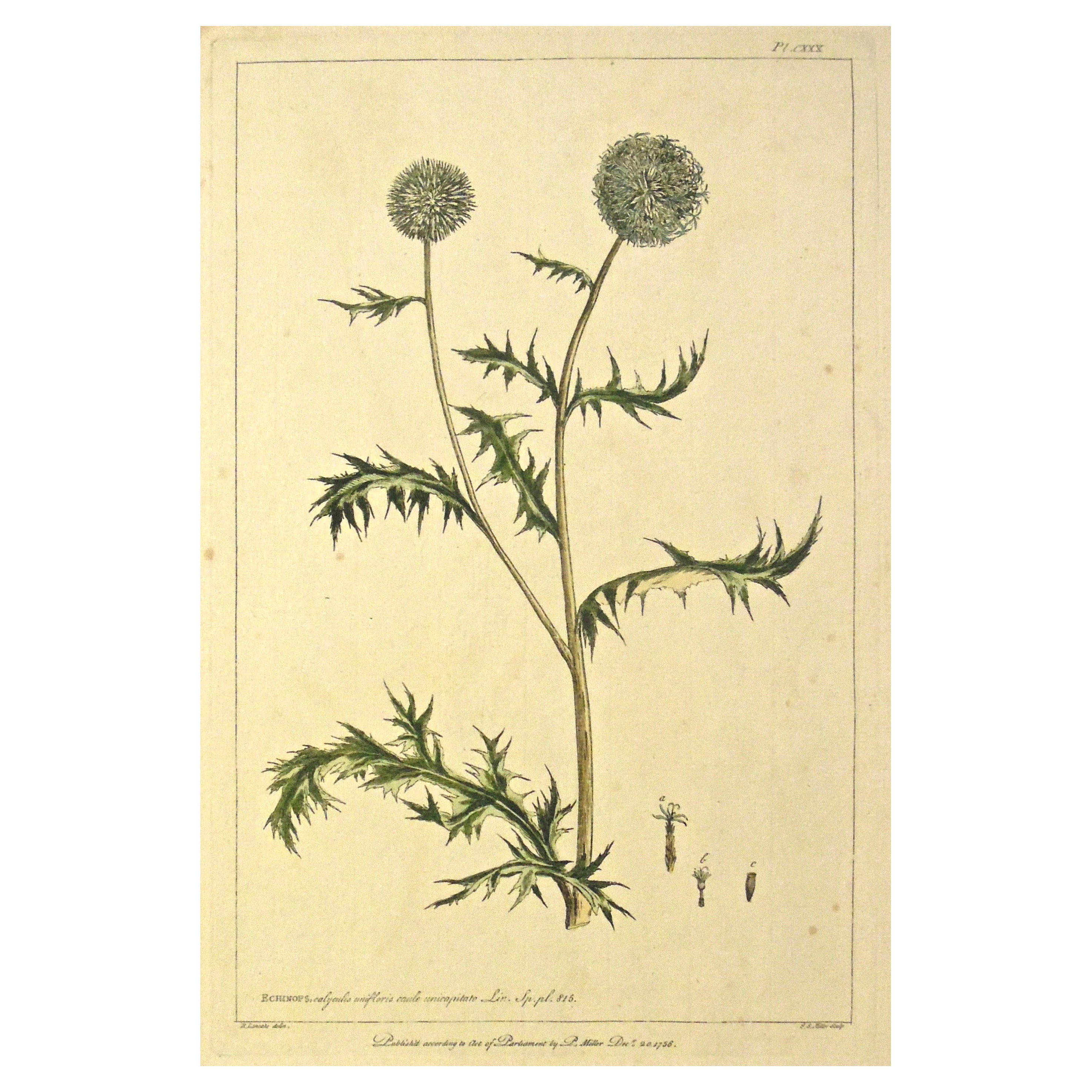 Gravure botanique originale des années 1750 de l'Echinops - The Gardener's Dictionary  en vente