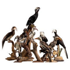 Natural History Collection of 9 African Taxidermy Hornbils not listed on Cites..