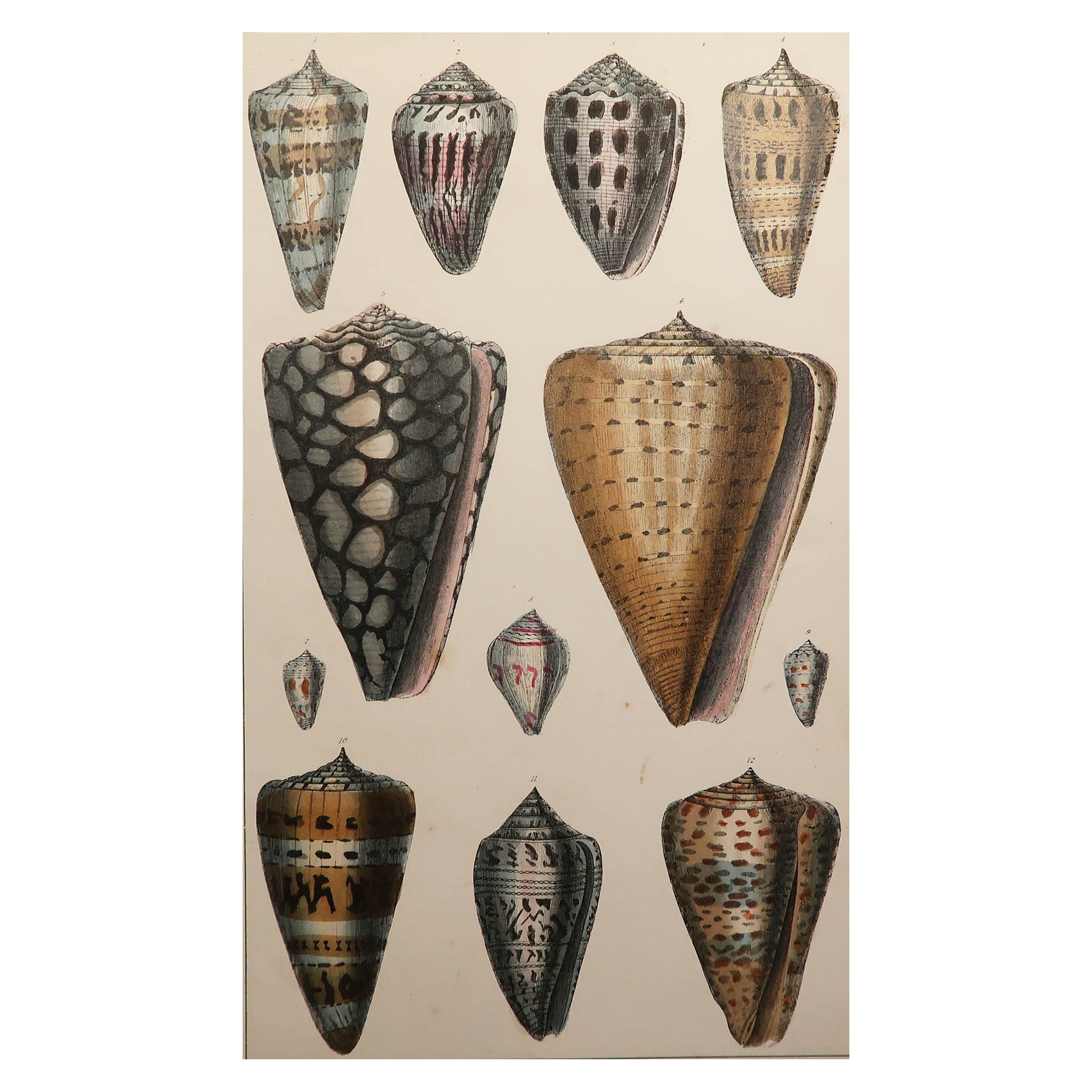 Original Antique Print of Shells, 1847 'Unframed'