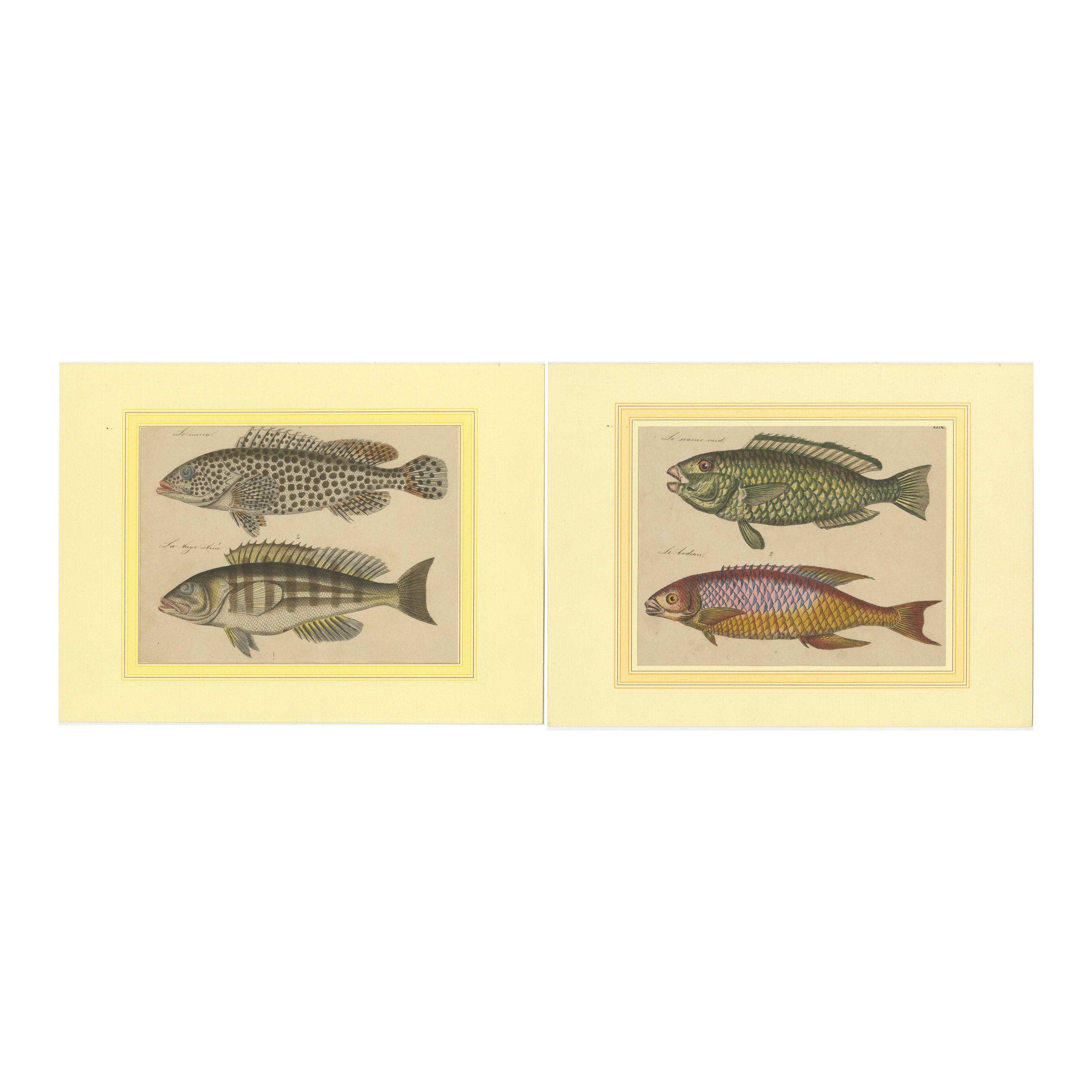 Splendor de la marine : gravures originales colorées à la main de poissons, 1819