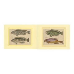 Antique 1819 Marine Splendor: Original Hand-Colored Engravings of Fishes