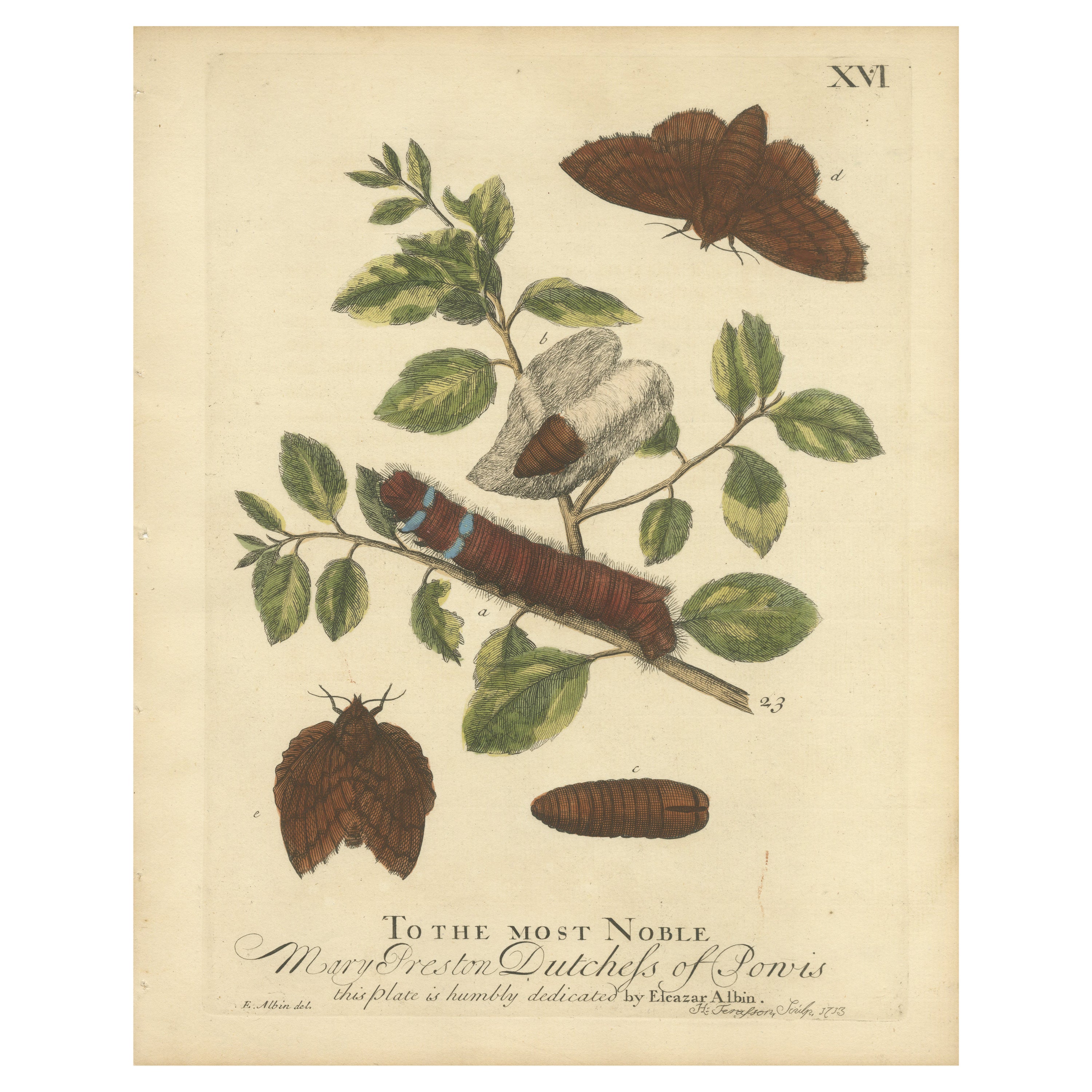 Moth Lifecycle and Host Plant, Engraved and Hand-Colored, 1713 For Sale