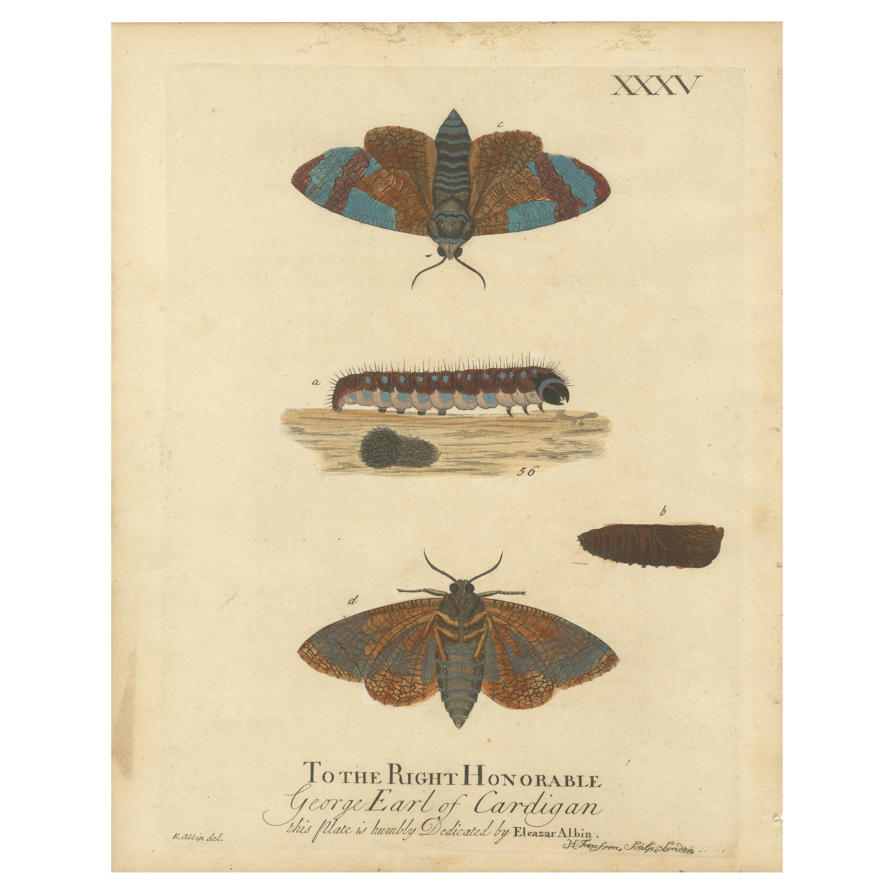 Moth Metamorphosis Dedicated to Earl of Cardigan, 1724 For Sale