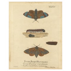 Moth Metamorphosis Dedicated to Earl of Cardigan, 1724