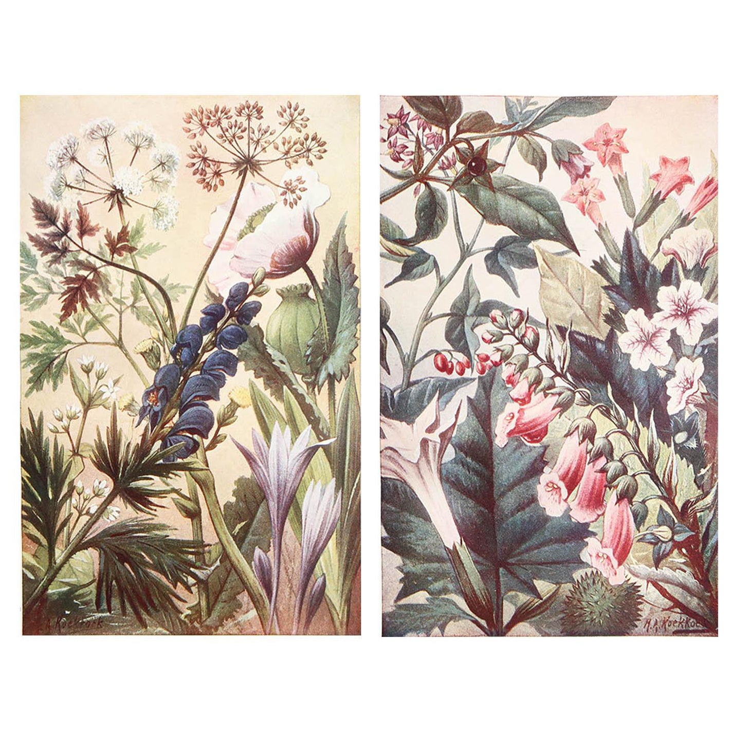 Pair of Original Vintage Botanical Prints, circa 1900