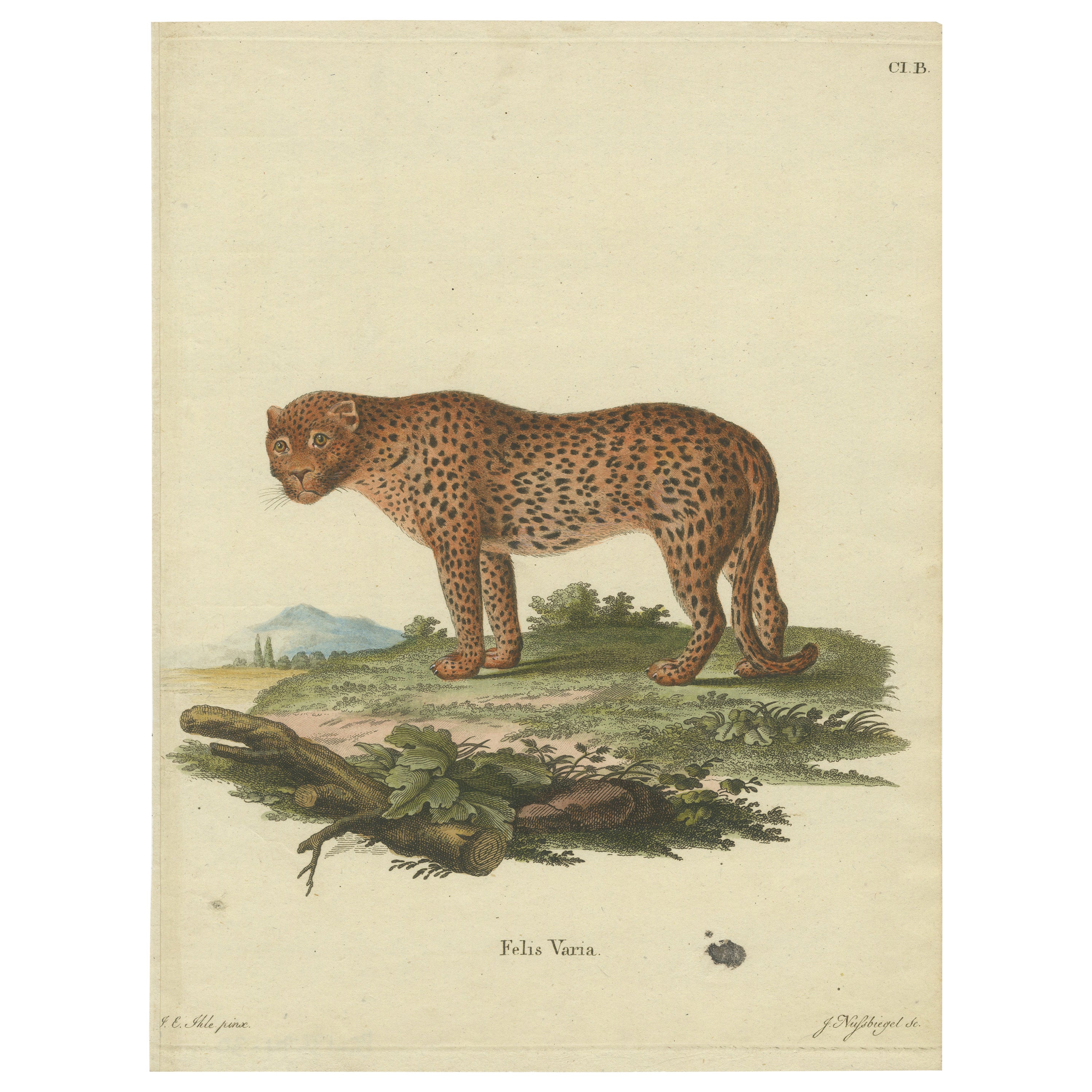 The Varied Panther of Nature's Palette in a Hand-Colored Engraving, crica 1850 For Sale