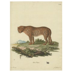 Antique The Varied Panther of Nature's Palette in a Hand-Colored Engraving, crica 1850