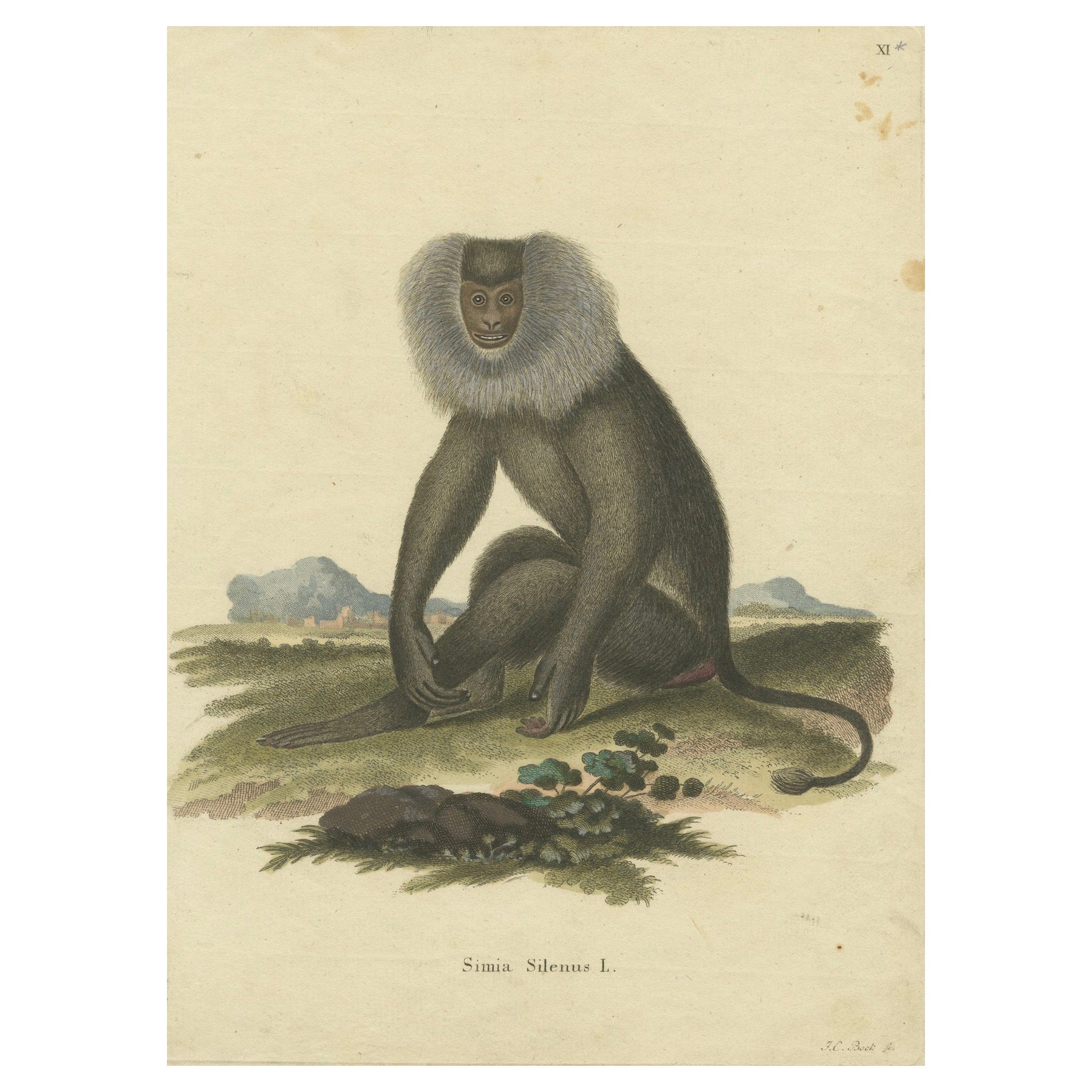 Lion-tailed Macaque - A Portrait of Wild Majesty Engraved, circa 1850 For Sale