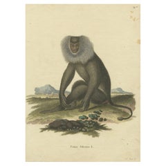 Antique Lion-tailed Macaque - A Portrait of Wild Majesty Engraved, circa 1850