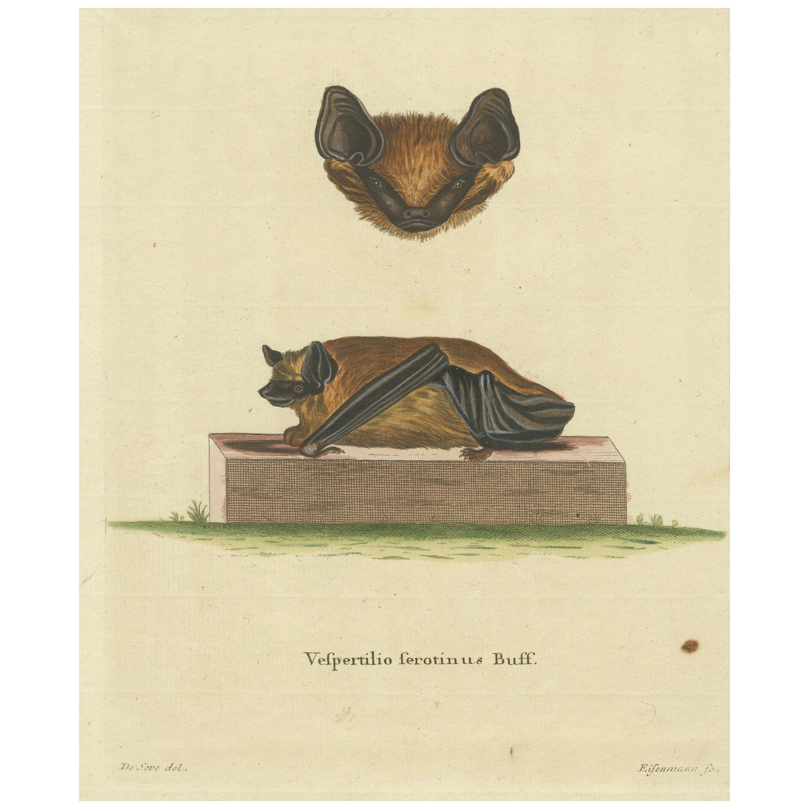 Elegancia en la sombra: el murciélago asiático parcialmente coloreado grabado, 1775 en venta