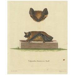 Elegancia en la sombra: el murciélago asiático parcialmente coloreado grabado, 1775