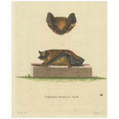 Used Elegance in Shadow: The Asian Parti-Colored Bat Engraved, 1775