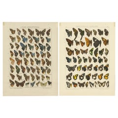 Ensemble de 2 estampes anciennes de papillons d'Afrique et d'Amérique, publiées en 1910