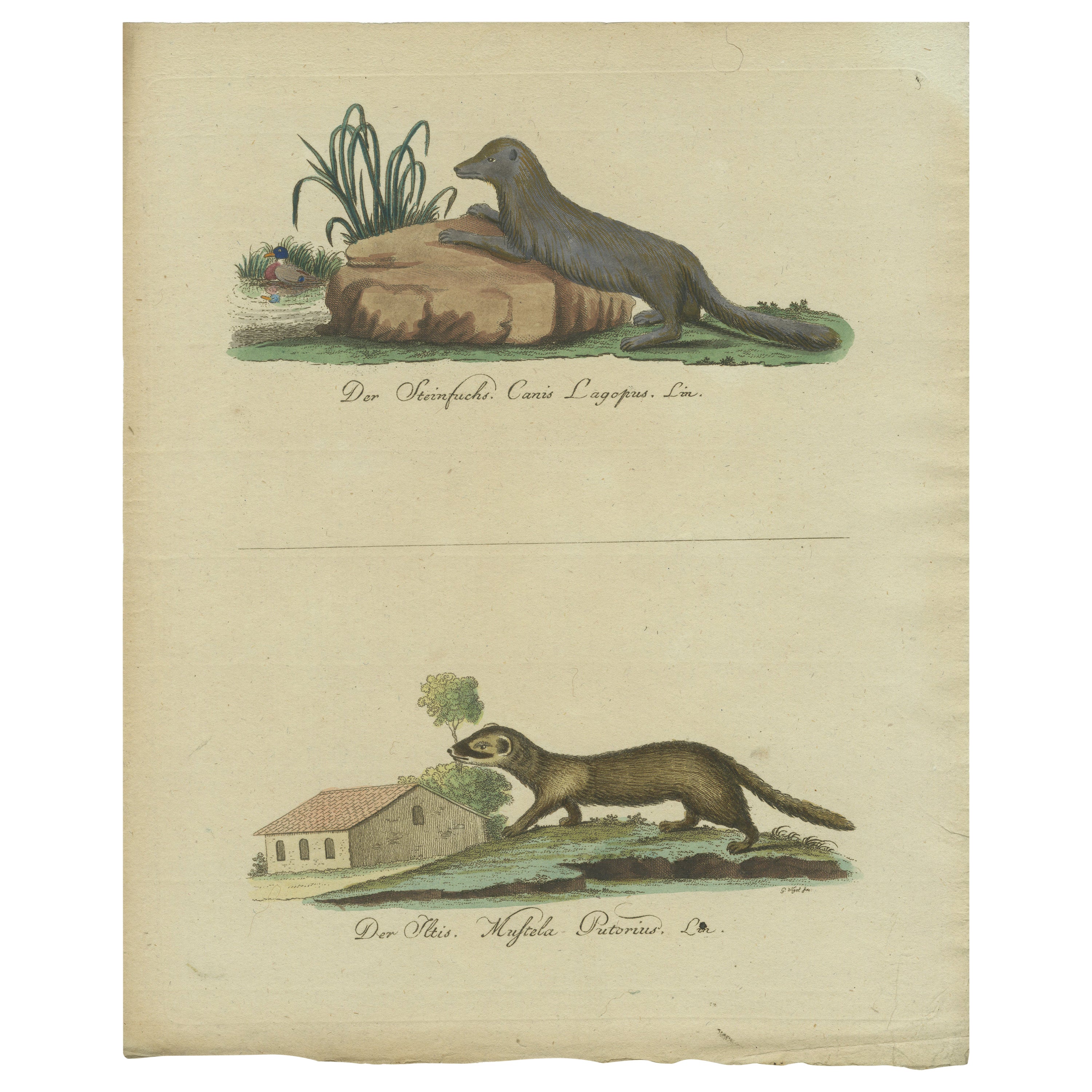 The European Pine Marten and The Polecat Meticulously illustrated, circa 1775 For Sale
