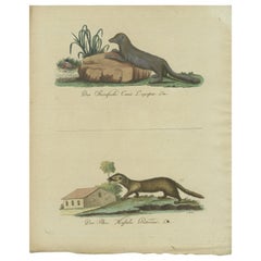 Antique The European Pine Marten and The Polecat Meticulously illustrated, circa 1775