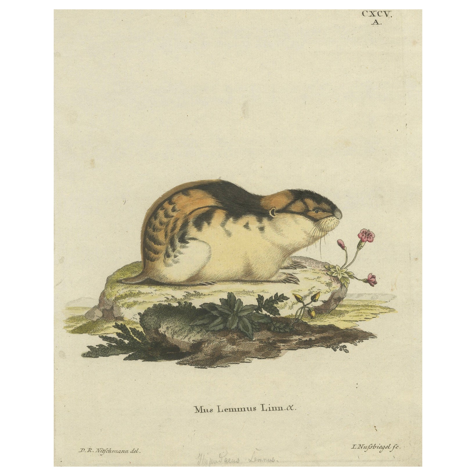 Original Colored Engraving of the Norway Lemming, 1775 For Sale