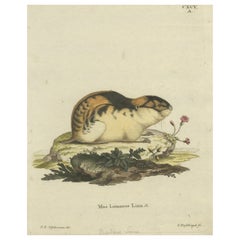 Original Colored Engraving of the Norway Lemming, 1775