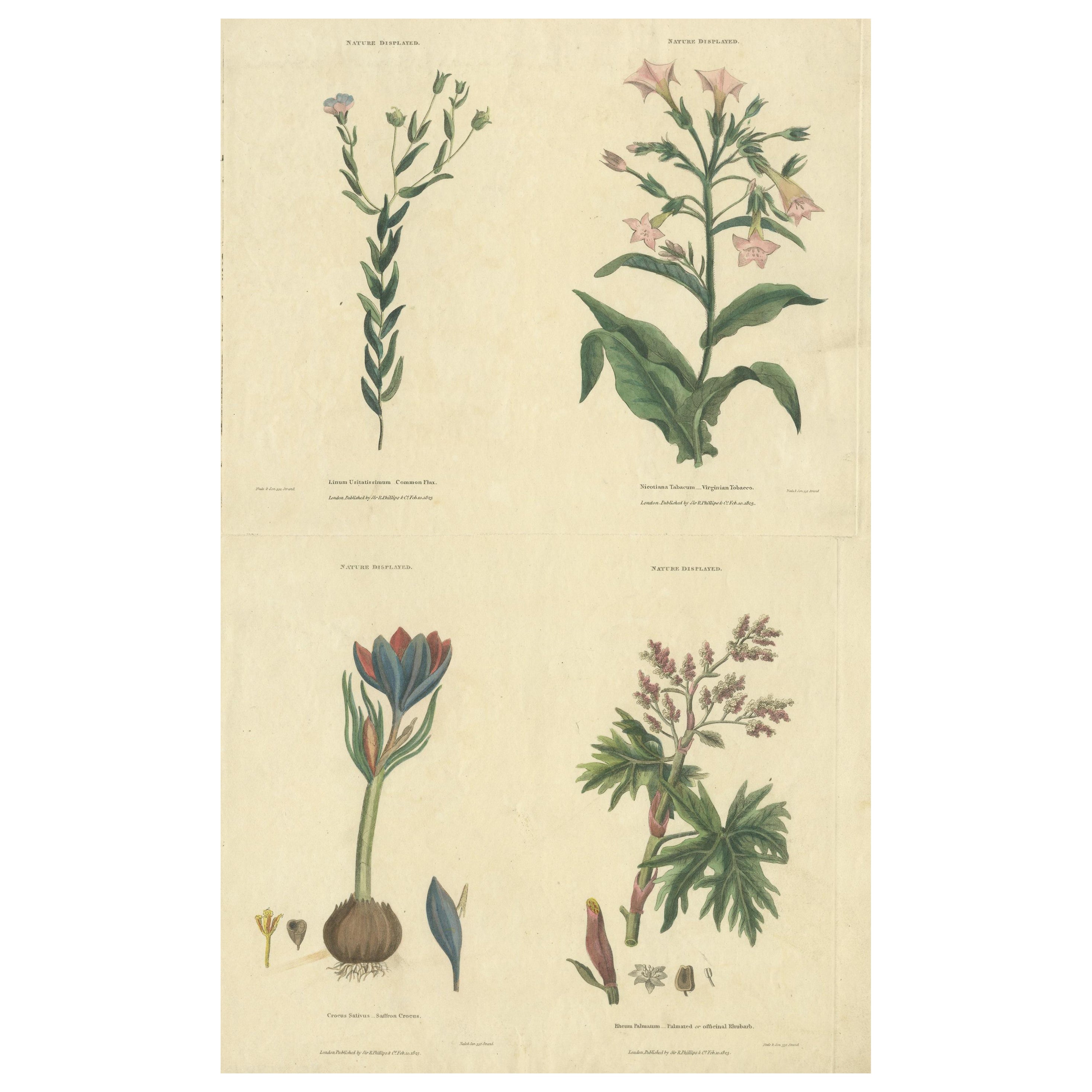 Old Botanical Quartet: Portraits of Flax, Tobacco, Saffron, and Patience, 1823 For Sale