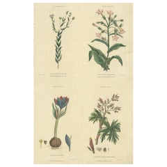 Antique Old Botanical Quartet: Portraits of Flax, Tobacco, Saffron, and Patience, 1823