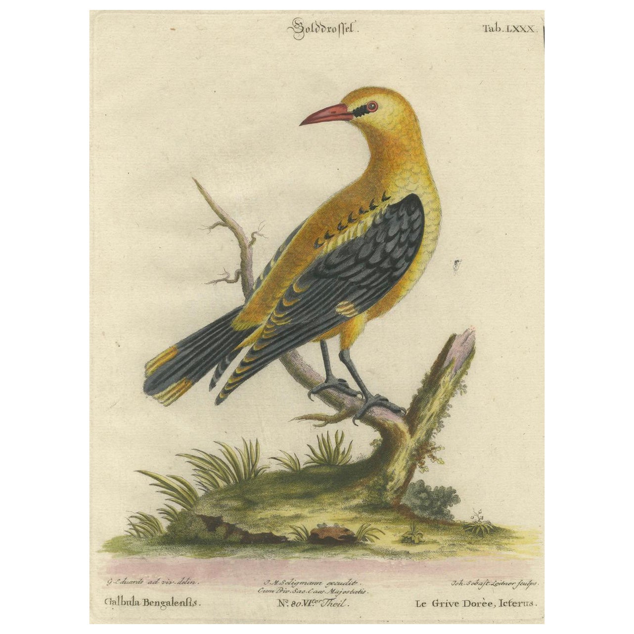 Regal Golden Thrush Perched, 18th Century Seligmann's Rare Bird Series, 1749
