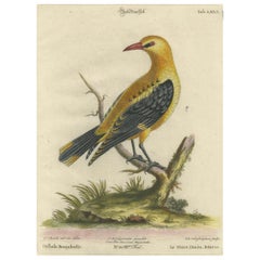 Zorzal real dorado posado, serie de aves raras de Seligmann, siglo XVIII, 1749