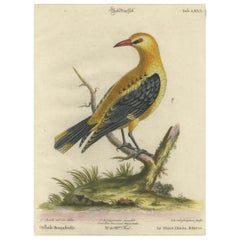 Antique Regal Golden Thrush Perched, 18th Century Seligmann's Rare Bird Series, 1749