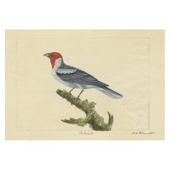 Antique Hand-Colored Print of a Cardinal with Original Signature of William Hayes, 1780