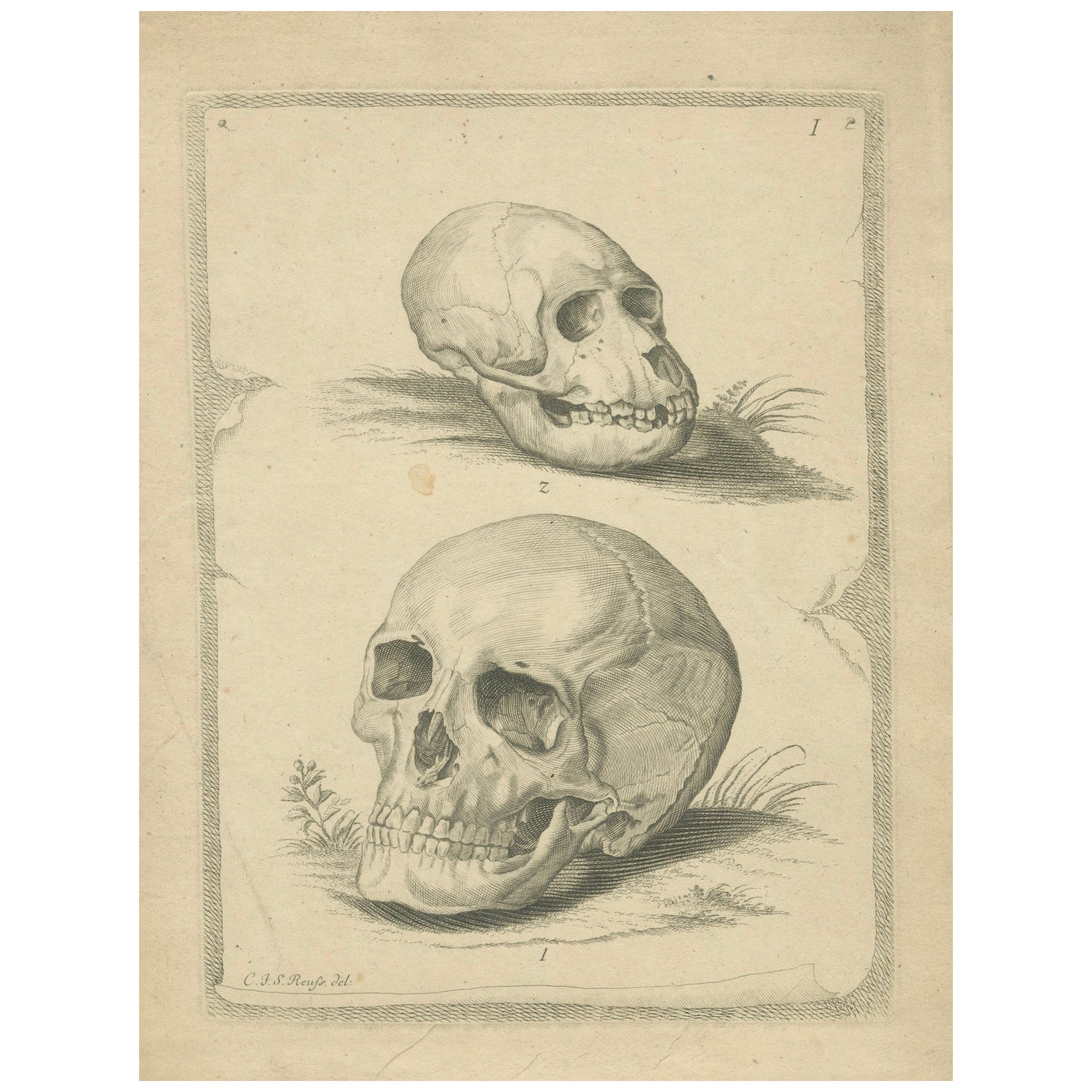 Antique Illustration of Two Skulls: Human (Homo Sapiens) and Primate, 1790 For Sale