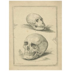 Antique Illustration of Two Skulls: Human (Homo Sapiens) and Primate, 1790