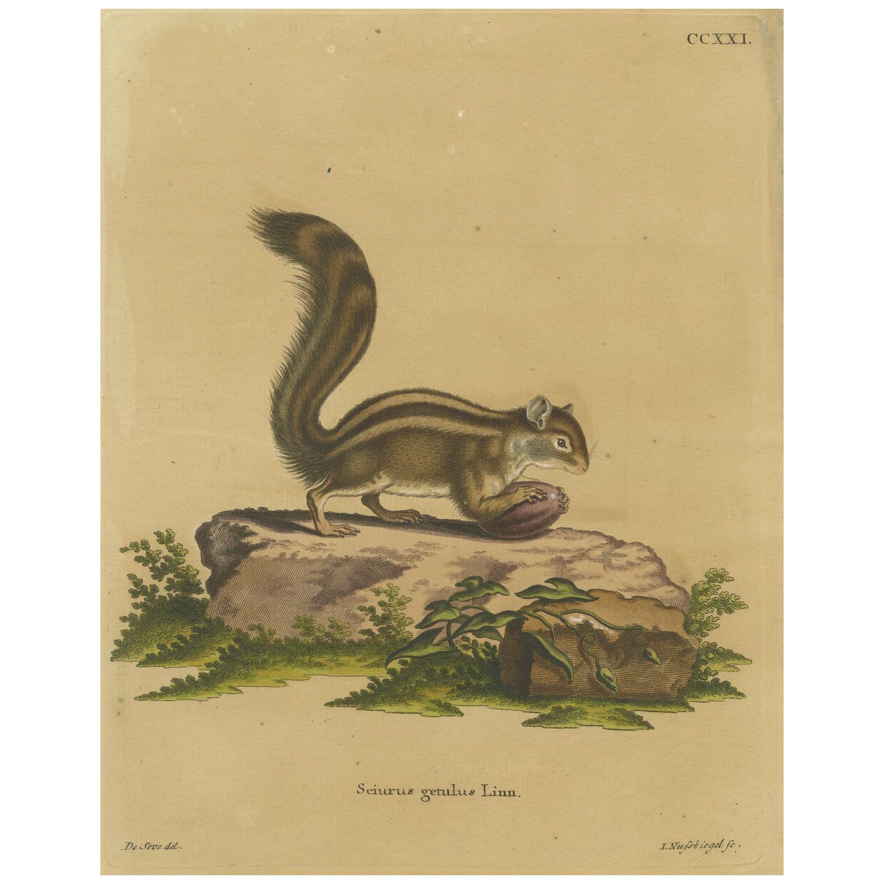 Vintage Hand-Colored Engraving of the Barbary Ground Squirrel, circa 1774