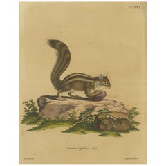 Vintage Hand-Colored Engraving of the Barbary Ground Squirrel, circa 1774