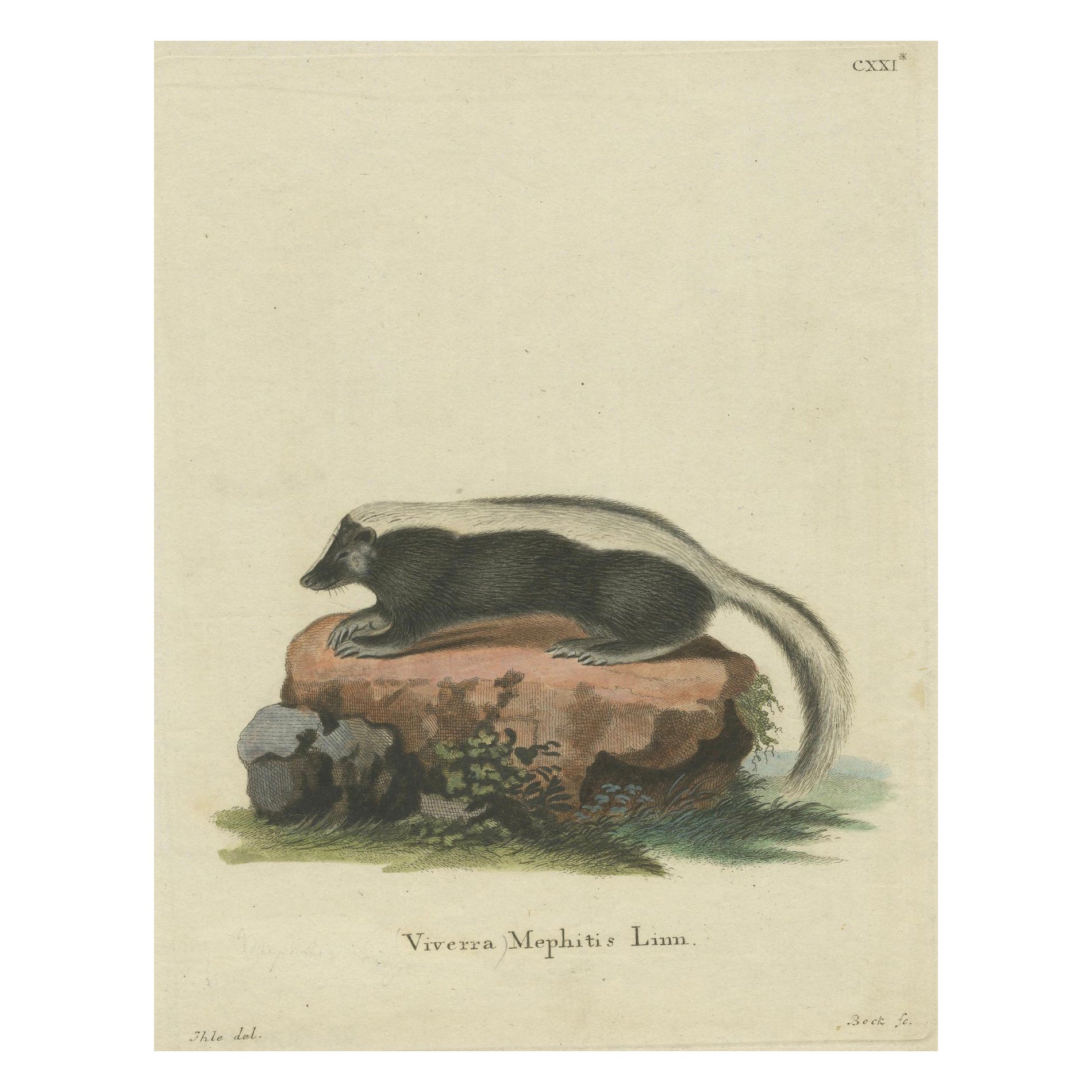 Elegance in Black and White: the Striped Skunk Engraved, circa 1774