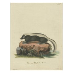 Antique Elegance in Black and White: the Striped Skunk Engraved, circa 1774
