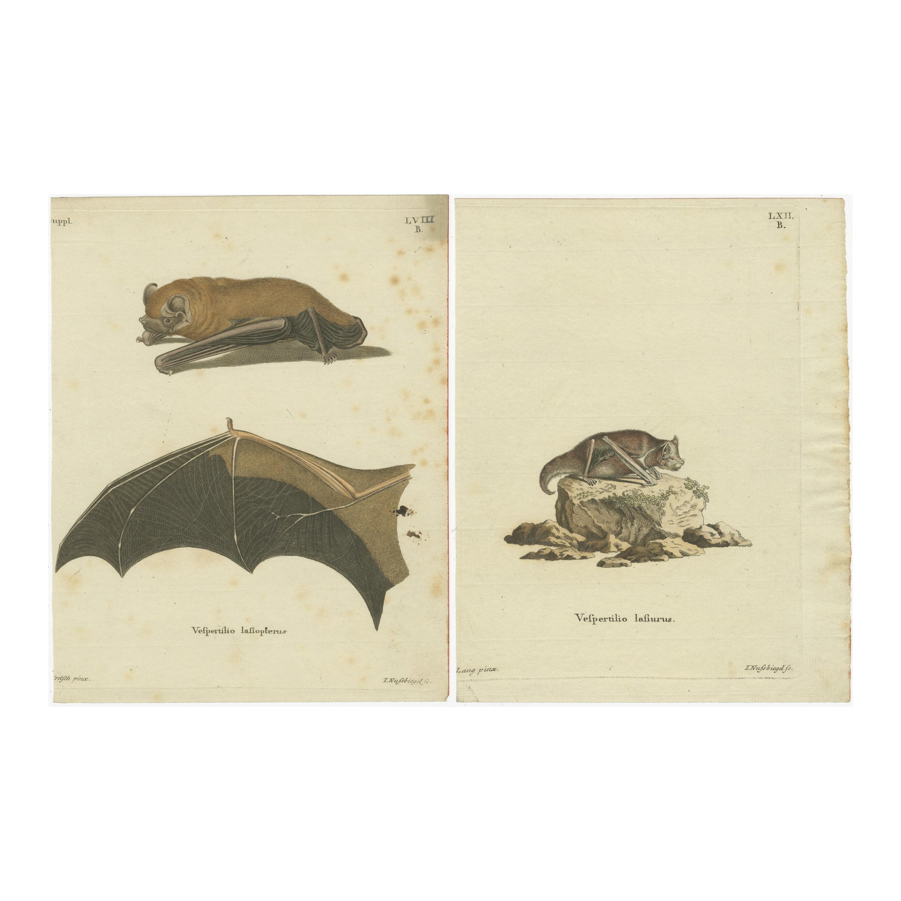 An Engraved Glimpse into the Nocturnal Ballet of Bats, circa 1774 For Sale