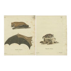 Antique An Engraved Glimpse into the Nocturnal Ballet of Bats, circa 1774