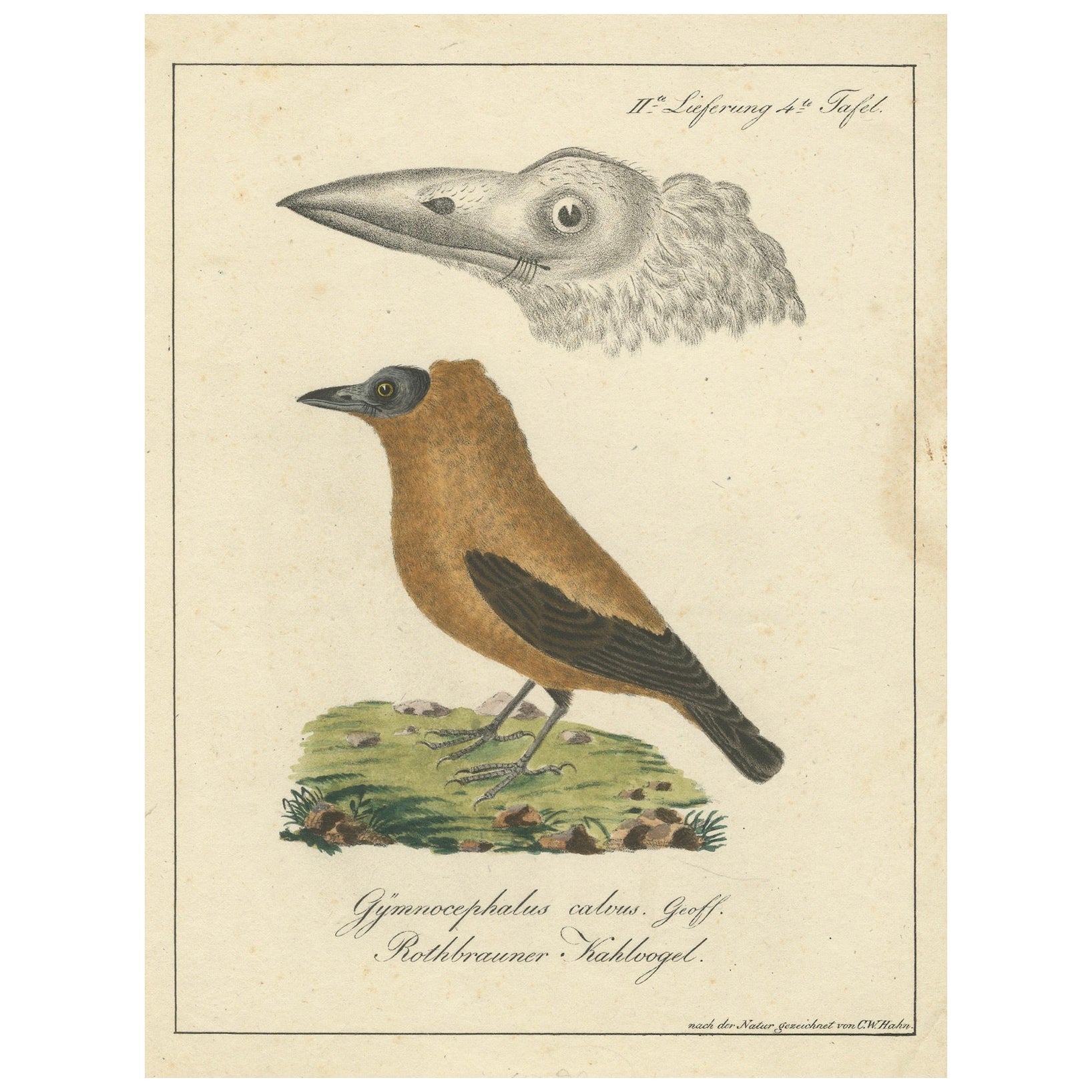 Elegant Misnomer: The Rusty-Brown Bird of Hahn's Legacy, circa 1820 For Sale