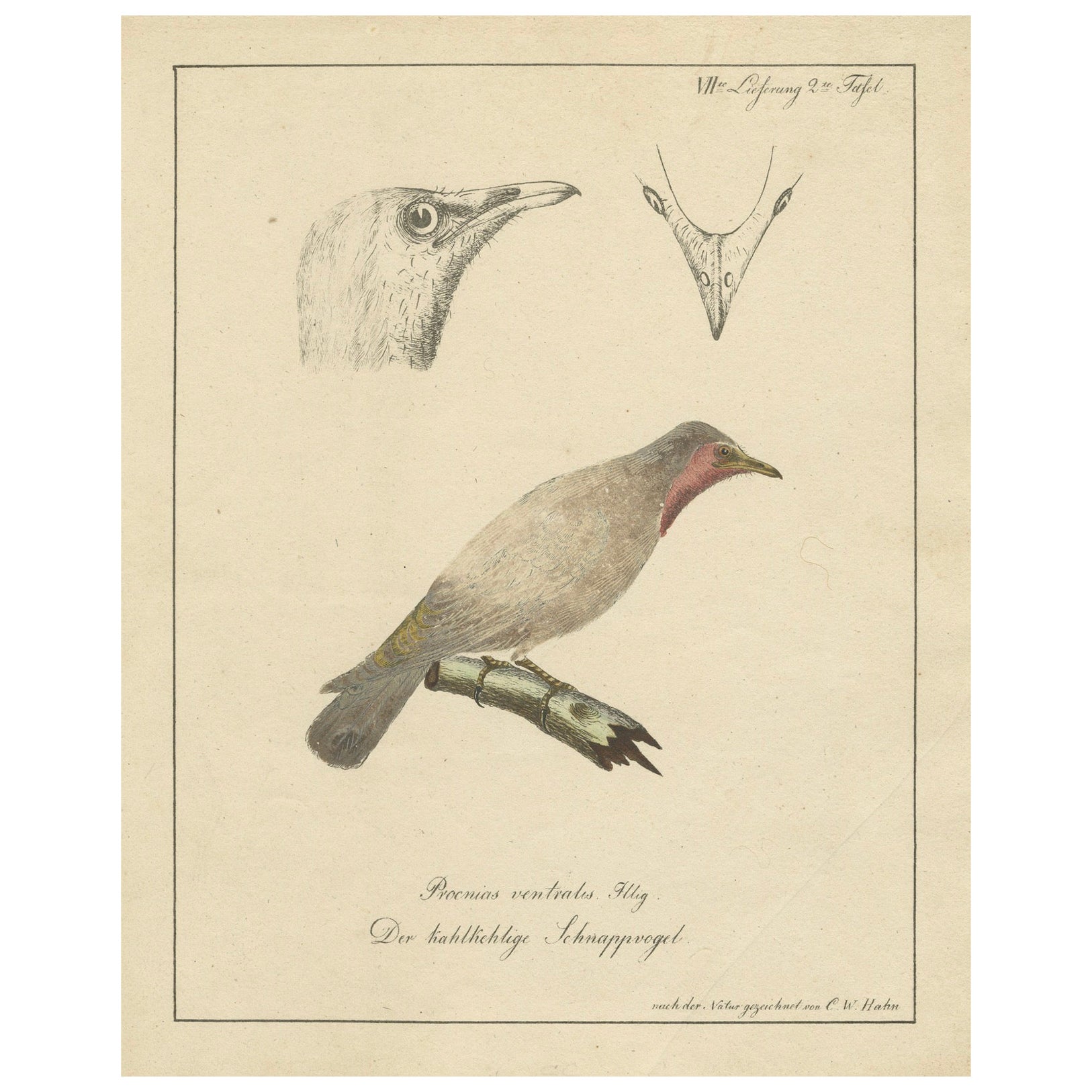 The Bald-Like Snapping Bird on a Hand-Colored Lithograph, circa 1820 For Sale