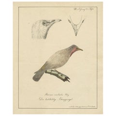 The Bald-Like Snapping Bird on a Hand-Colored Lithograph, circa 1820